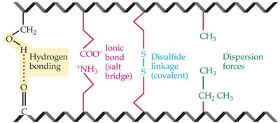 Types of bonds in protein structure