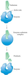 Induced-fit model of enzyme action