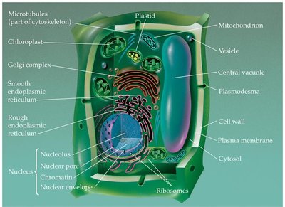 Labeled diagram of a plant cell