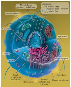 Labeled diagram of an animal cell