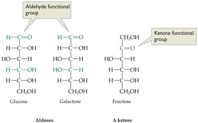 Structures of glucose, galactose, and fructose
