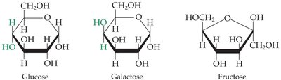 Cyclic forms of glucose, galactose, and fructose