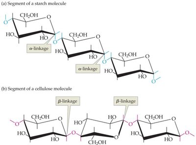 Alpha and beta linkages in starch and cellulose