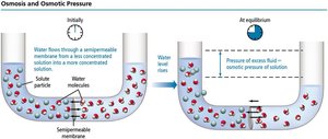 Osmosis and osmotic pressure diagram