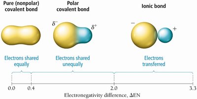 Bond types as a function of electronegativity difference