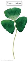 Three-leaf clover analogy