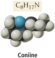 Coniine molecular model