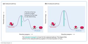 Homogeneous catalysis example