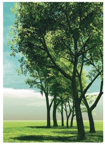 Photosynthesis in trees