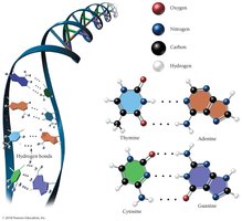 Hydrogen bonding in DNA