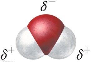 Water molecule showing polarity