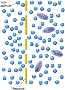 Diagram of osmosis across a semipermeable membrane