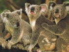 koala bears counted as exact numbers
