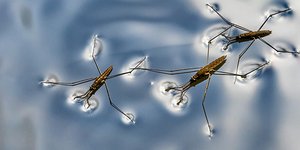 Water striders walking on water