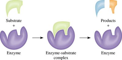 Lock-and-key model of enzyme-substrate interaction