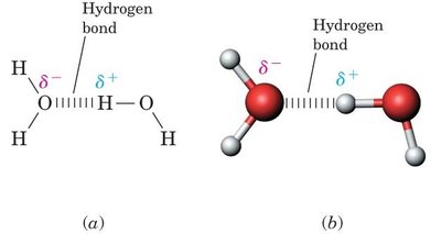 Hydrogen bonding between water molecules