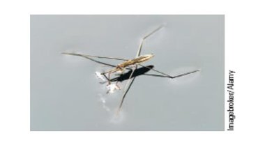 Water bug walking on water due to surface tension