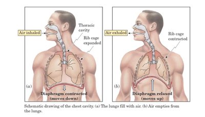 Breathing and Boyle's Law
