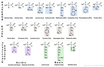 Amino acid classification table