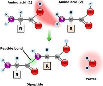 Amino acid structure