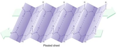 Beta pleated sheet structure