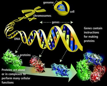DNA vs RNA structure and bases