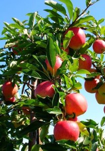Apple tree representing energy in a system