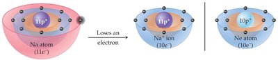 Sodium loses an electron to become sodium ion