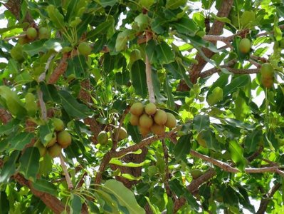 Shea Tree