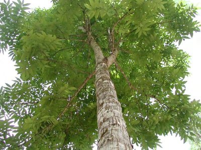 African Mahogany