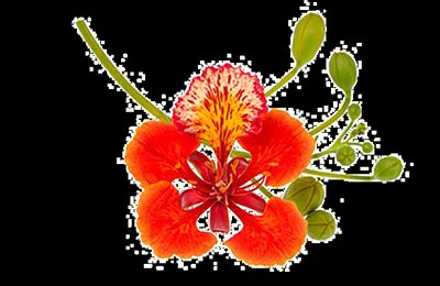 Flower of Flamboyant
