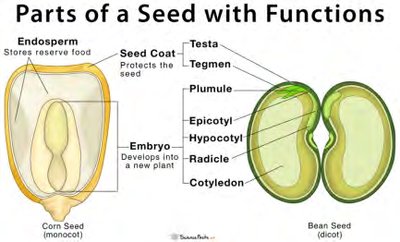 Seed with Endosperm