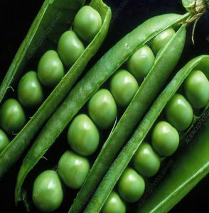 Peas in Pod (Fruit)