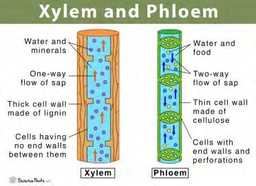 Xylem and Phloem Diagram