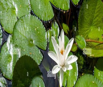 Water Lily (Monocot)