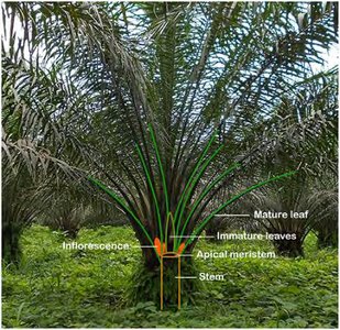 Oil Palm