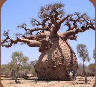 Baobab