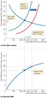 Increase in labor supply and its effect on the labor market and potential GDP