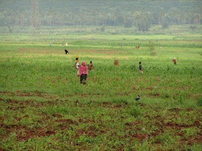 Traditional farming in Tanzania representing lower productivity