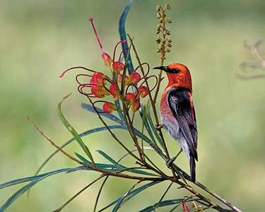 Scarlet Honeyeater bird, whose feathers were used as currency