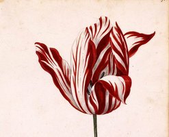 Semper Augustus tulip illustration