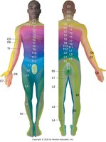 Dermatomes of the body