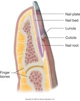 Anatomy of the nail