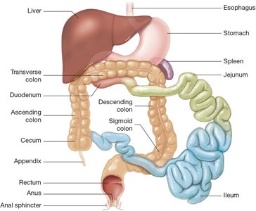 Diagram of small and large intestines