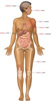 Anatomical diagram showing combining forms for organs and regions