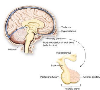 Location and structure of the pituitary gland