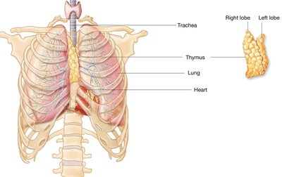 Location of the thymus gland in the thoracic cavity