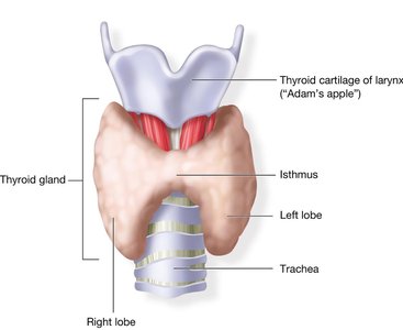 Thyroid gland anatomy