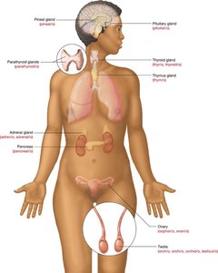 Diagram of the endocrine glands in the human body