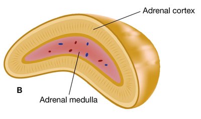 Internal structure of the adrenal gland